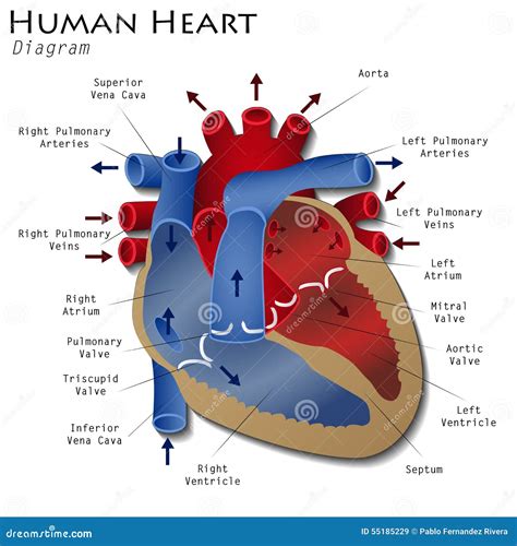 6 200 Human Heart Diagram Stock Photos Pictures Royalty Free Images Istock Heart Illustration Pulmonary Artery Kidney Diagram