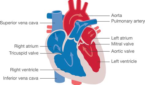 Anatomy And Physiology Of The Heart Normal Function Of The Heart Cardiology Teaching Package Practice Learning Division Of Nursing The University Of Nottingham
