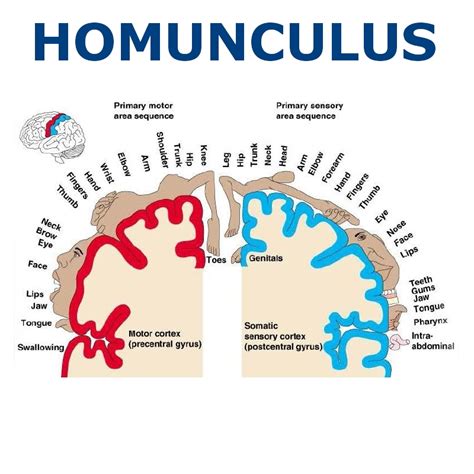 Homunculus Latin Little Man