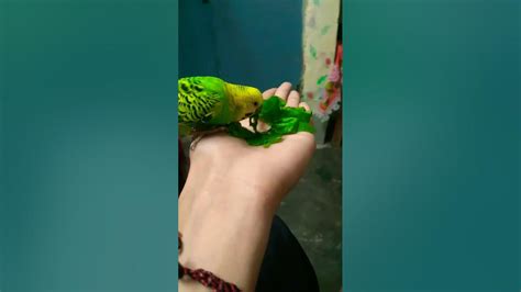 How To Tame A Budgie Budgies Budgielove Trust Shortvideo