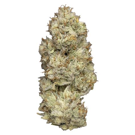 Indica Flower U Delight Ted