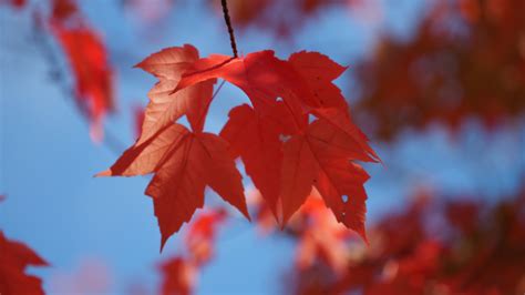 Maples The Canada Day Tree Bowering Gardens