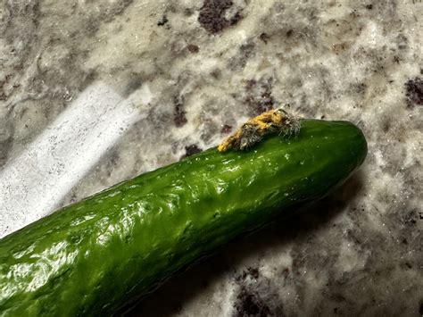 Swaggy Cucumber Nude