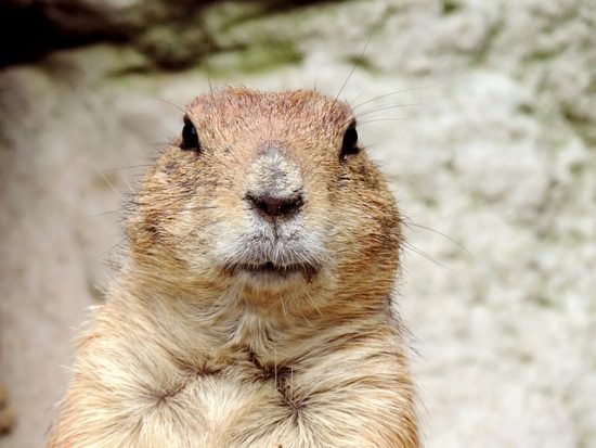 Countries Celebrating Groundhog Day Around the World Today