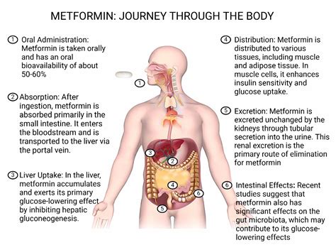 What Metformin Does To Your Body
